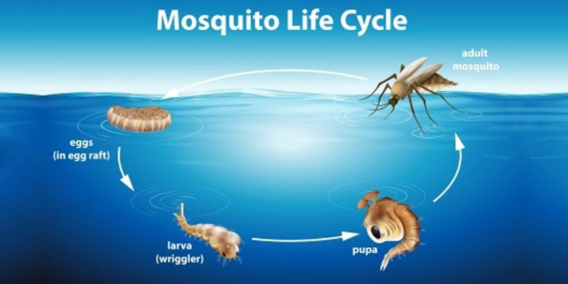 Life cycle of a mosquito