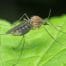 Culex pipiens mosquito sitting on green leaf