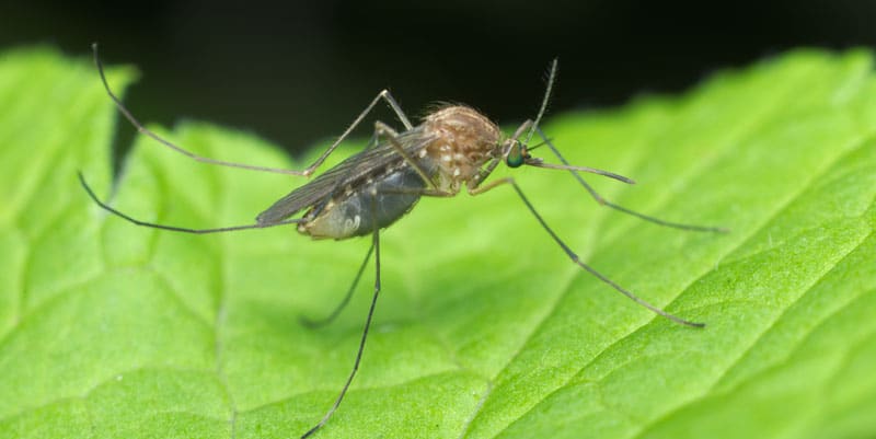 Culex pipiens mosquito sitting on green leaf