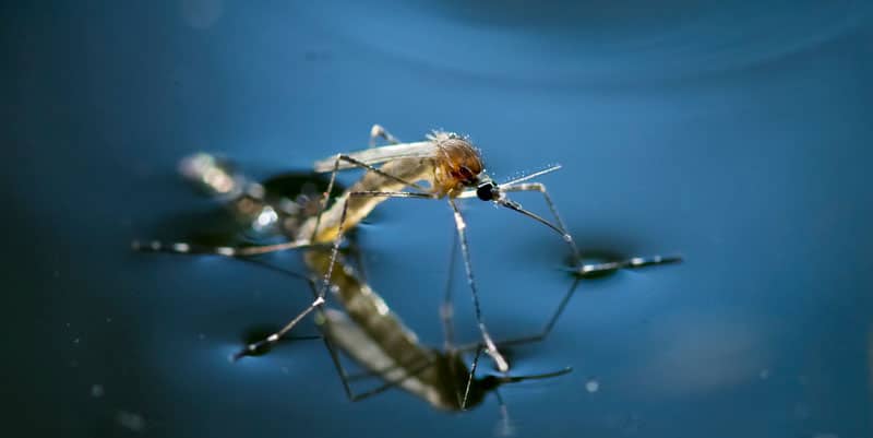 Adult mosquito emerging from water Adult mosquito emerging from water