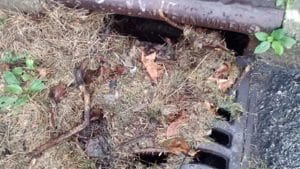 Clogged drain grates create a breeding ground for mosquitoes