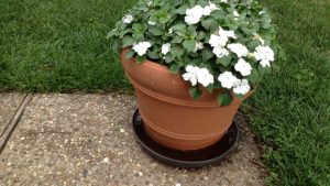Potted plant saucer collecting water and attracting mosquitoes