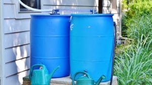Rain barrels collect water and debris making a great habitat for mosquitoes